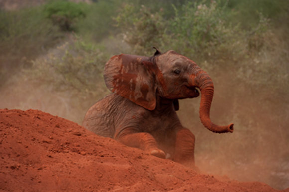 elefant_libre